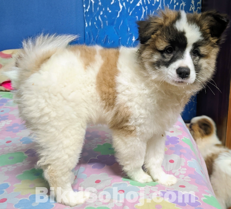 German Spitz - pure breed